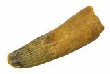 Real Fossil Spinosaurus Tooth - Feeding Worn Tip #351483-1